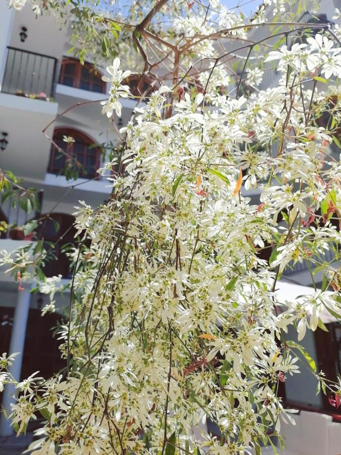 Astromelia Ayacucho
